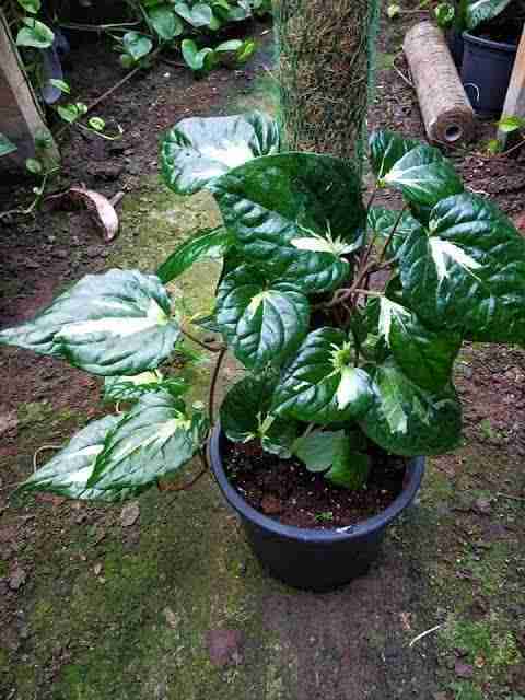 Oxygreenplant Betel Leaf Plant Price in India - Buy Oxygreenplant Betel  Leaf Plant online at Flipkart.com