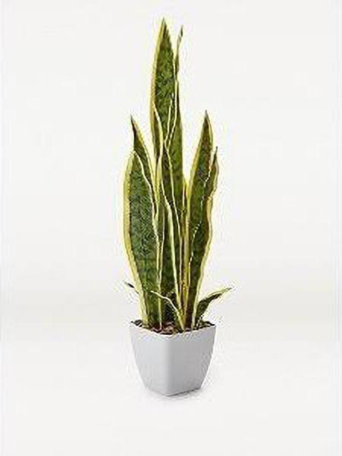 grosso lavender seeds Grosso Lavender | Purple | Plant
