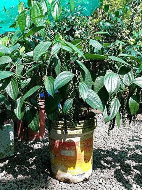 FURYHUB Black Pepper Plant Price in India - Buy FURYHUB Black Pepper Plant  online at Flipkart.com