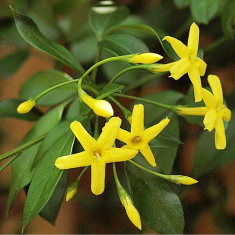 Grinian Jasmine Plant Price in India - Buy Grinian Jasmine Plant