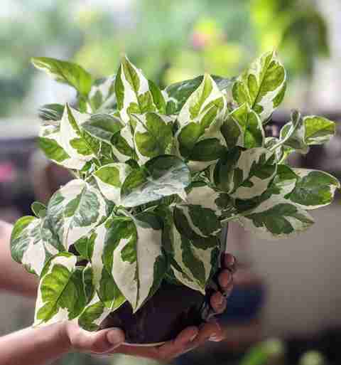 monstera amydrium Monstera Amydrium Silver (Spiderman Monstera)