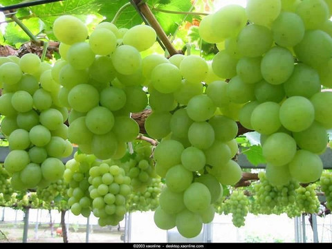 XOLDA Grapes Fruit Seed Price in India - Buy XOLDA Grapes Fruit
