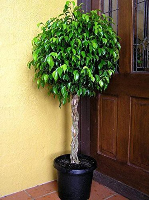PLANTTOOZS Ficus Plant Price in India - Buy PLANTTOOZS Ficus Plant online  at Flipkart.com