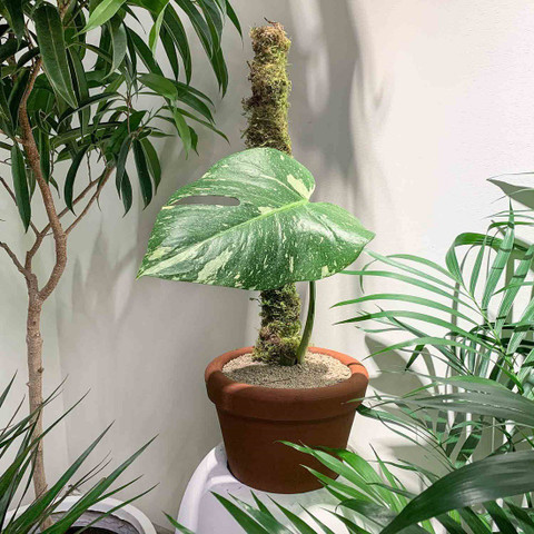 Buy Products Online at Best Price in India - All Categories