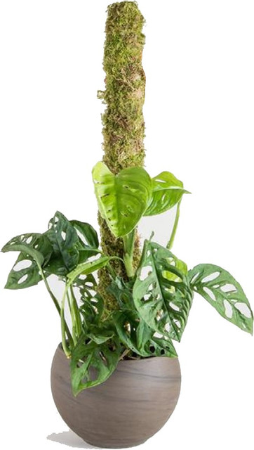 Moss boards Q57 22-23　MOSS STICK Moss Stick 2,2.5,3,4,5 Bamboo Stick at ₹ 12/piece | New