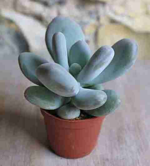 Gardener Moonstone Succulent Plant Price in India - Buy Gardener Moonstone  Succulent Plant online at Flipkart.com