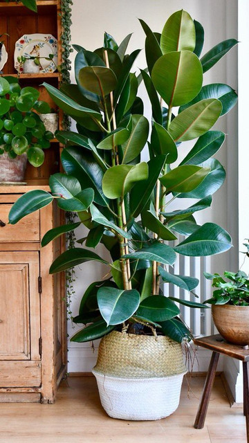 InGreen Rubber Tree Price in India - Buy InGreen Rubber Tree online at  Flipkart.com