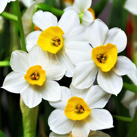 FERNSFLY® Daffodil Aromatic Flower Bulbs Seed Price in India - Buy