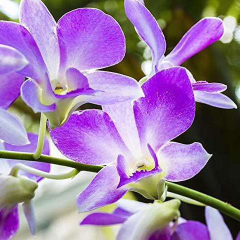 FURYHUB Lily Plant Price in India - Buy FURYHUB Lily Plant online