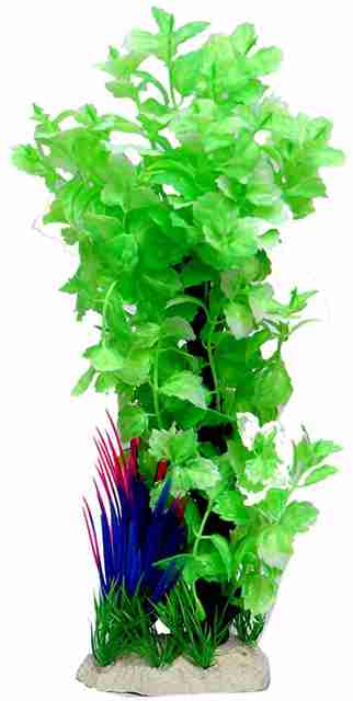 basmati rice plant Pusa Basmati 1509 Paddy Seeds  Vintage Farmers