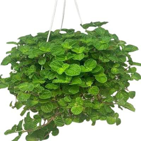 indoor ceramic planter Duo Planter