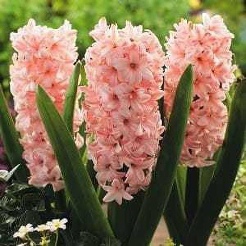 SIDDHI VINAYAK GALLERY Hyacinthus Flower Bulbs Paeonia suffruticosa Oganic  Premium Fragrance Perennial Flower Bulbs for Planting Garden Indoor light 