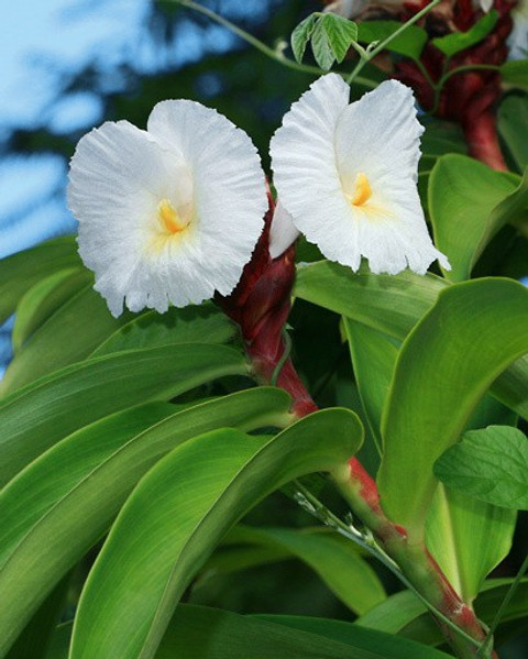 onum Insulin Plant