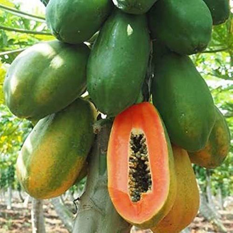 STOKIYA ORIGINAL VNR F1 HYBRID VARIETY PAPAYA SEEDS ( 1200 SEED