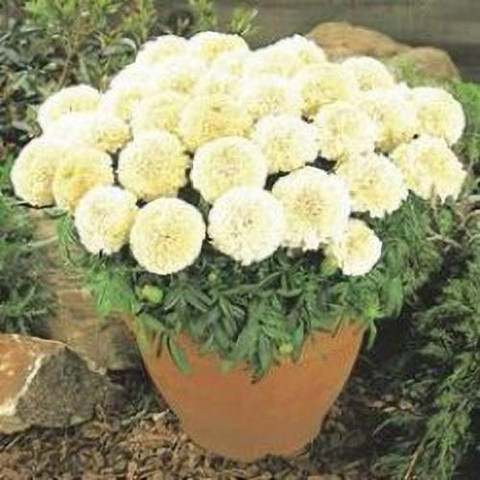 lavender plant seed Lavender, Spike (Lavandula latifolia) - 100 Seeds main image 1