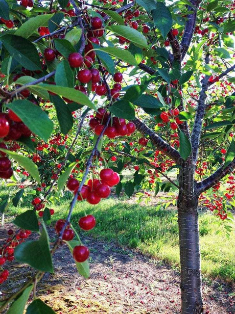 Rainbow Garden Cherry Fruit Plant