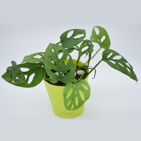 most beautiful succulent plants Gift Wrapped Tillandsia Xerographica