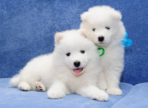 White Samoyed Blue Eyed Dog Samoyed With Blue Eyes For Sale