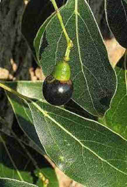 LYRS Organic Tree All Season Type Camphor Tree Seed - 85 Seed