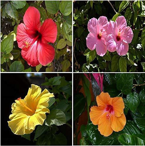 PLANTTOOZS Hibiscus Plant Price in India - Buy PLANTTOOZS Hibiscus