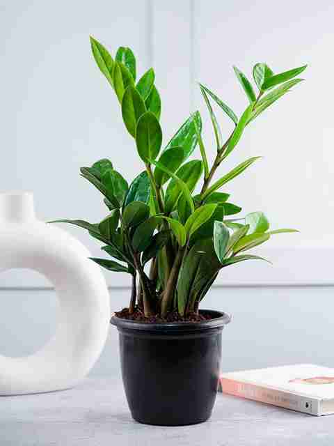 yes-perennial-no-zz-plant-air-