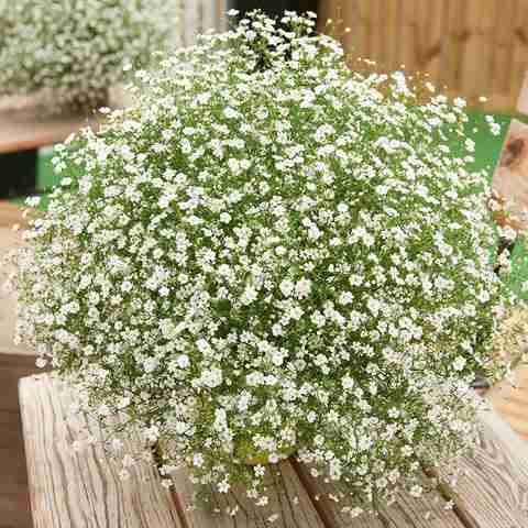 XOLDA Exotic Gypsophila Flower Seed Price in India - Buy XOLDA