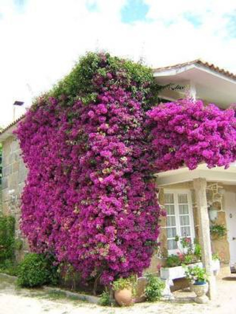 natikrd Bougainvillea Plant