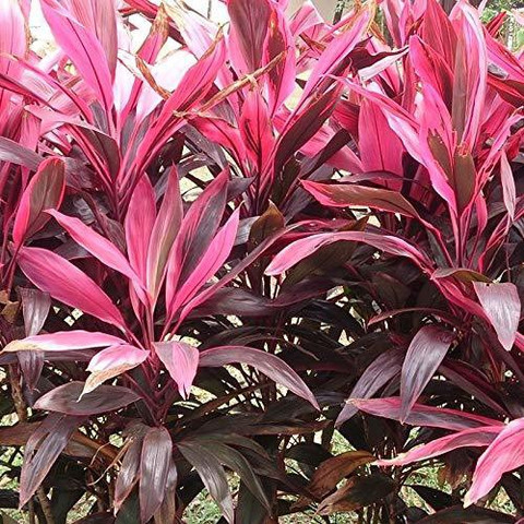 Kosalyagardning Dracaena Plant Price in India - Buy Kosalyagardning Dracaena  Plant online at Flipkart.com