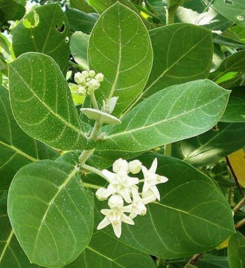 a clusia plant Clusia Rosea Autograph Tree Cuttings 9-Pack, Easy Propagation, Evergre –  Jayme Garden main image 1