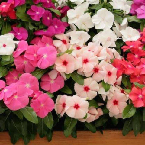 KANAYA Vinca Flower Seed Price in India - Buy KANAYA Vinca Flower