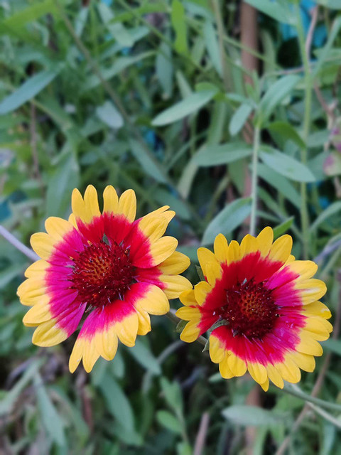 CYBEXIS HUA-31 Gaillardia Aristata Blanket Flower (180 Seeds