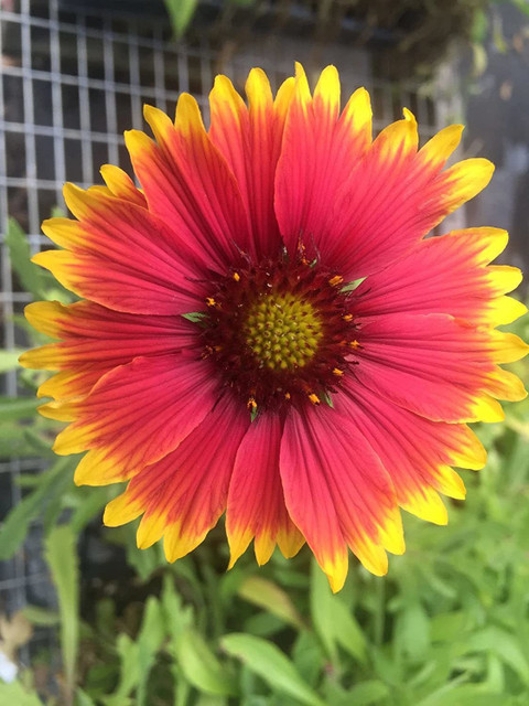 CYBEXIS Flower Seeds Gaillardia Firewheel Seed Price in India