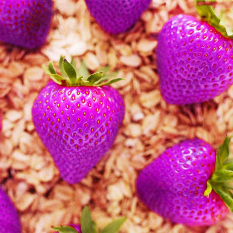 klubnika　 WILDStrawberry　5点 KNESSiN Purple Strawberry Fruit Climbing Seeds Seed Price in India