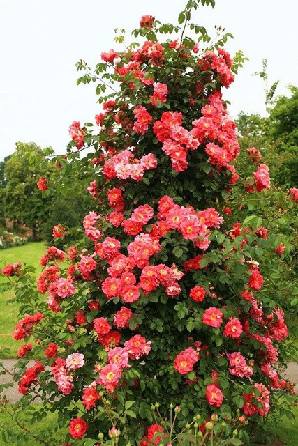 Cloud Farm Rose Plant