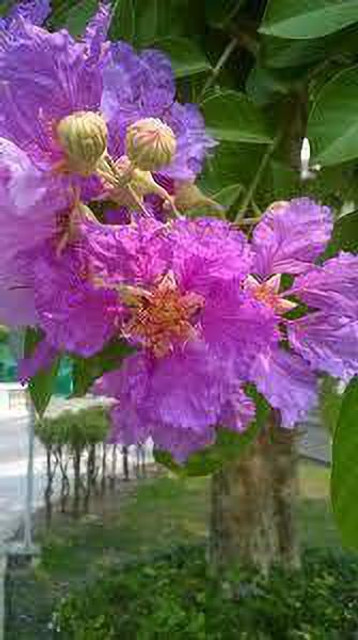 Oxygreenplant ZZ Plant Price in India - Buy Oxygreenplant ZZ Plant