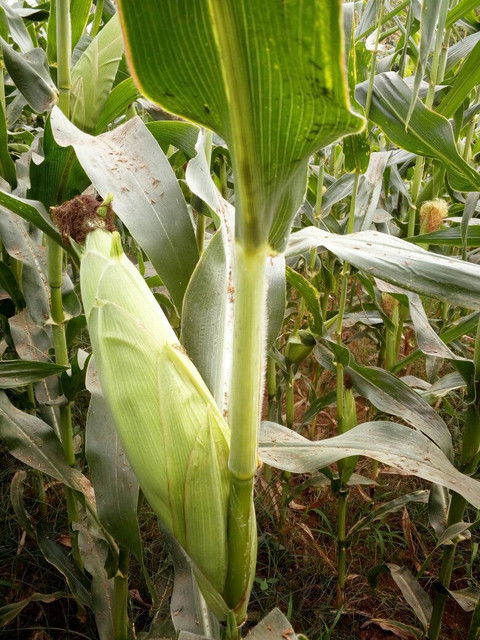 CALYXSEEDS : GAURAV-65, F1 HYBRID MAIZE, HYBRID CORN, HYBRID MAKKA