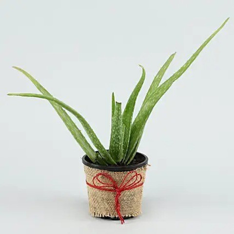 pagoda point Aloe Vera Plant
