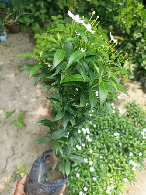 JASMINE Jasmine Plant Price in India - Buy JASMINE Jasmine Plant