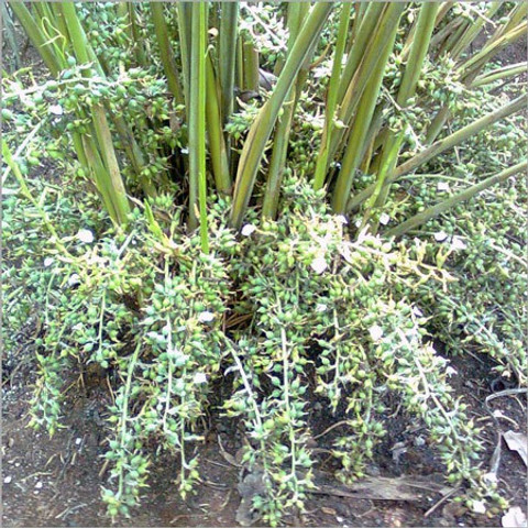 amsterdam plant Renee's Garden Heirloom Herbs Amsterdam Seasoning Celery Seeds main image 0