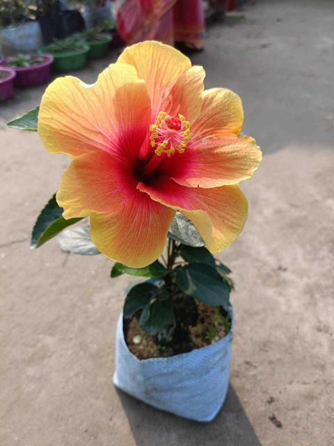 AUSTRALIAN HIBUSCUS Hibiscus Plant Price in India - Buy AUSTRALIAN HIBUSCUS Hibiscus  Plant online at Flipkart.com