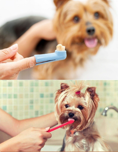 Breedo Best Quality (Combo of 5) Dog Cat Needs Grooming Kit For