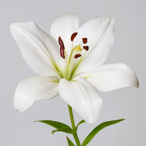 decorhomz Asiatic lily white flower bulbs pack of 10 for