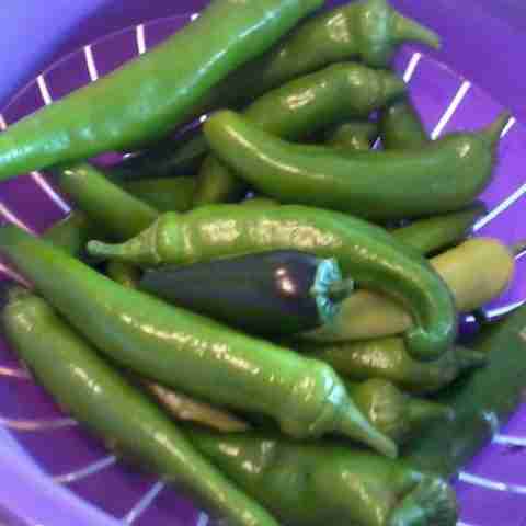 WILLVINE XL-903 Japanese Chili Pepper Seeds Seed Price in India