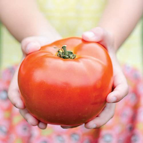 WILLVINE NDIR-365 Legacy Tomato Seeds-2500 Seeds Seed Price in
