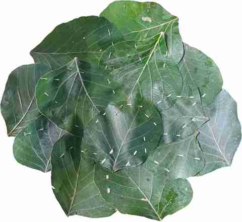 Key Pathal Bandhal Pattal 30 Piece 100% Natural Palash Leaves Pattal/Disposable ...