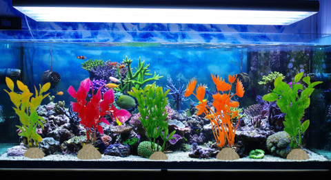 Sky Aquarium Decoration combo kit for Artificial Colorful Fish,5