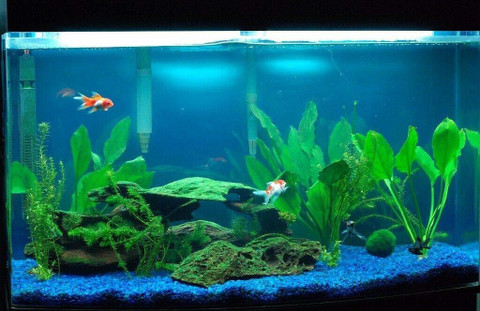 PIKVY Natural Aquarium Blue Sand for Lawn, Garden, Plants, Aquarium Décor  Sand Unplanted Substrate