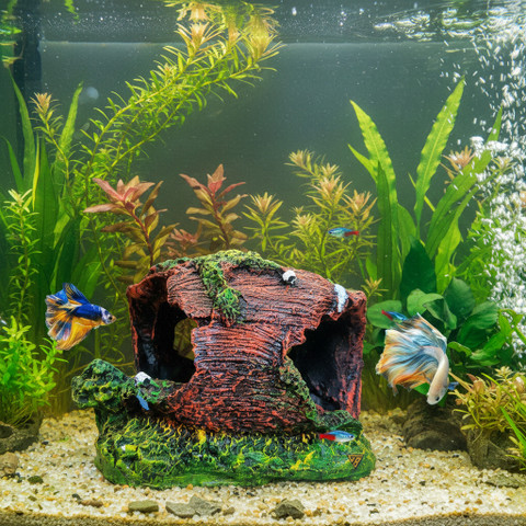 GIG BAZAAR Wooden Tree Hidden Space for Small Fish Hideawa for Aquarium  Ornaments Laterite Unplanted Substrate Price in India - Buy GIG BAZAAR  Wooden Tree Hidden Space for Small Fish Hideawa for