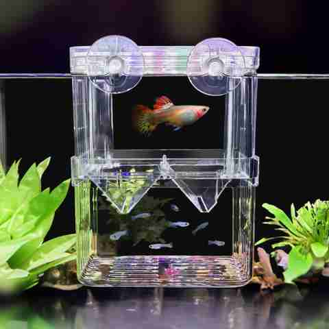 Animaux Aquarium Fish Guppy Double Deck Breeding Box, Isolation Box for Fish  (Large) Fish House Price in India - Buy Animaux Aquarium Fish Guppy Double  Deck Breeding Box, Isolation Box for Fish (