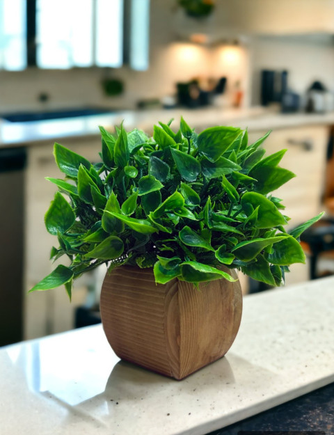 fish tank plants for sale Beginner Live Plant Pack